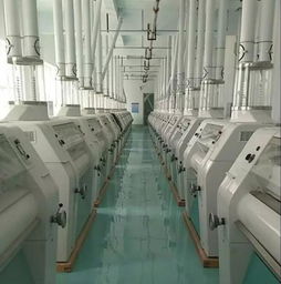 500噸新廠誠聘面粉行業(yè)精英 共譜發(fā)展新篇章